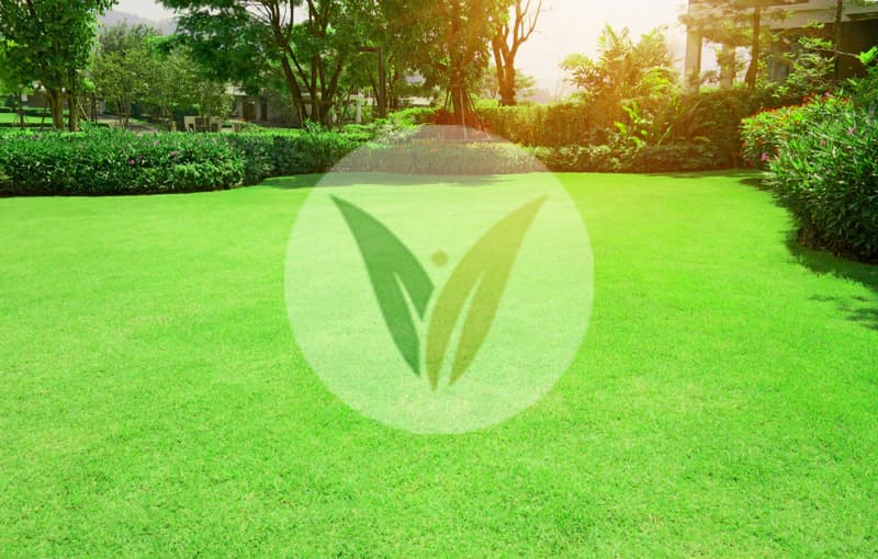 برمودا غراس