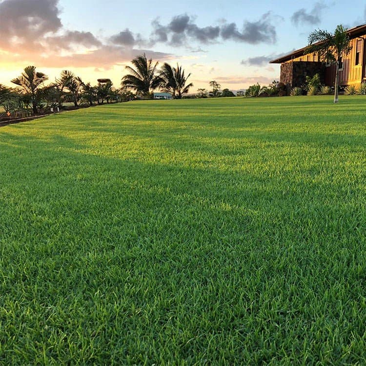 باسبالوم غراس