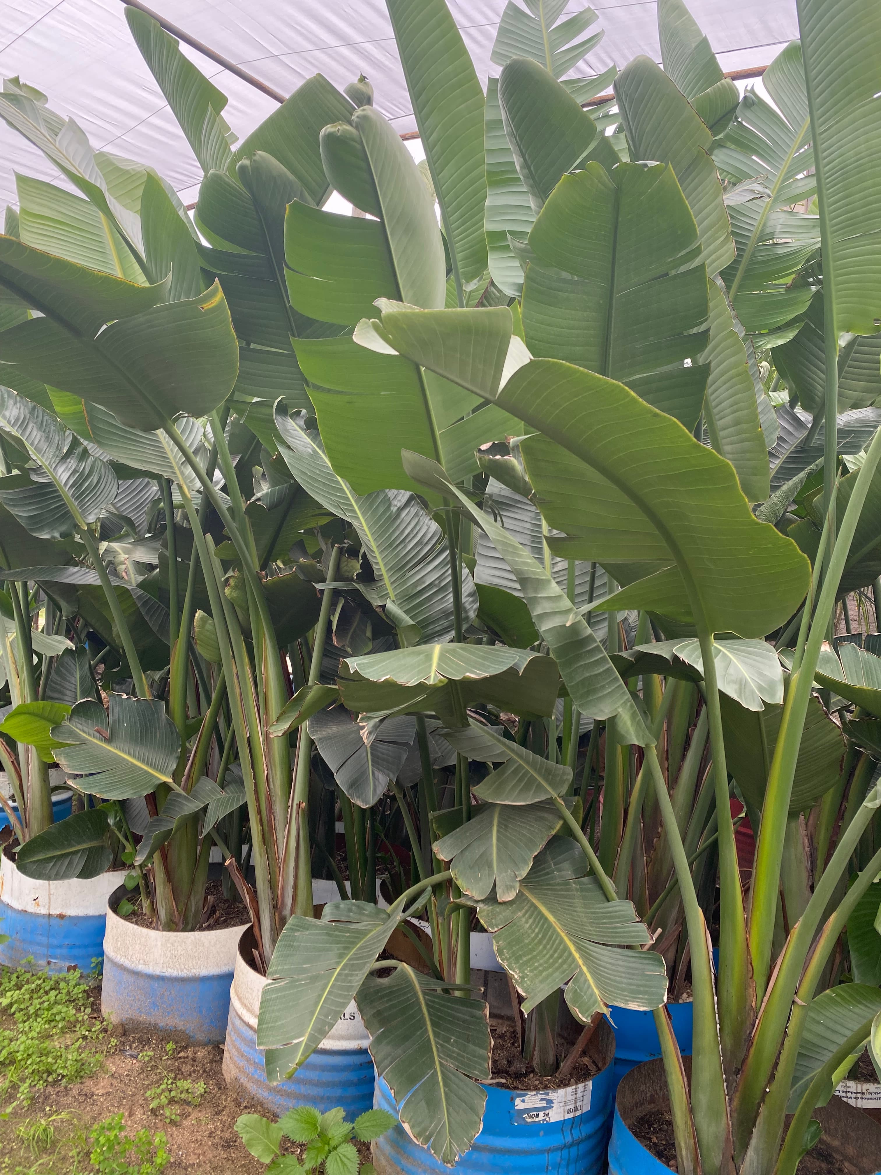 ستريليتزيا