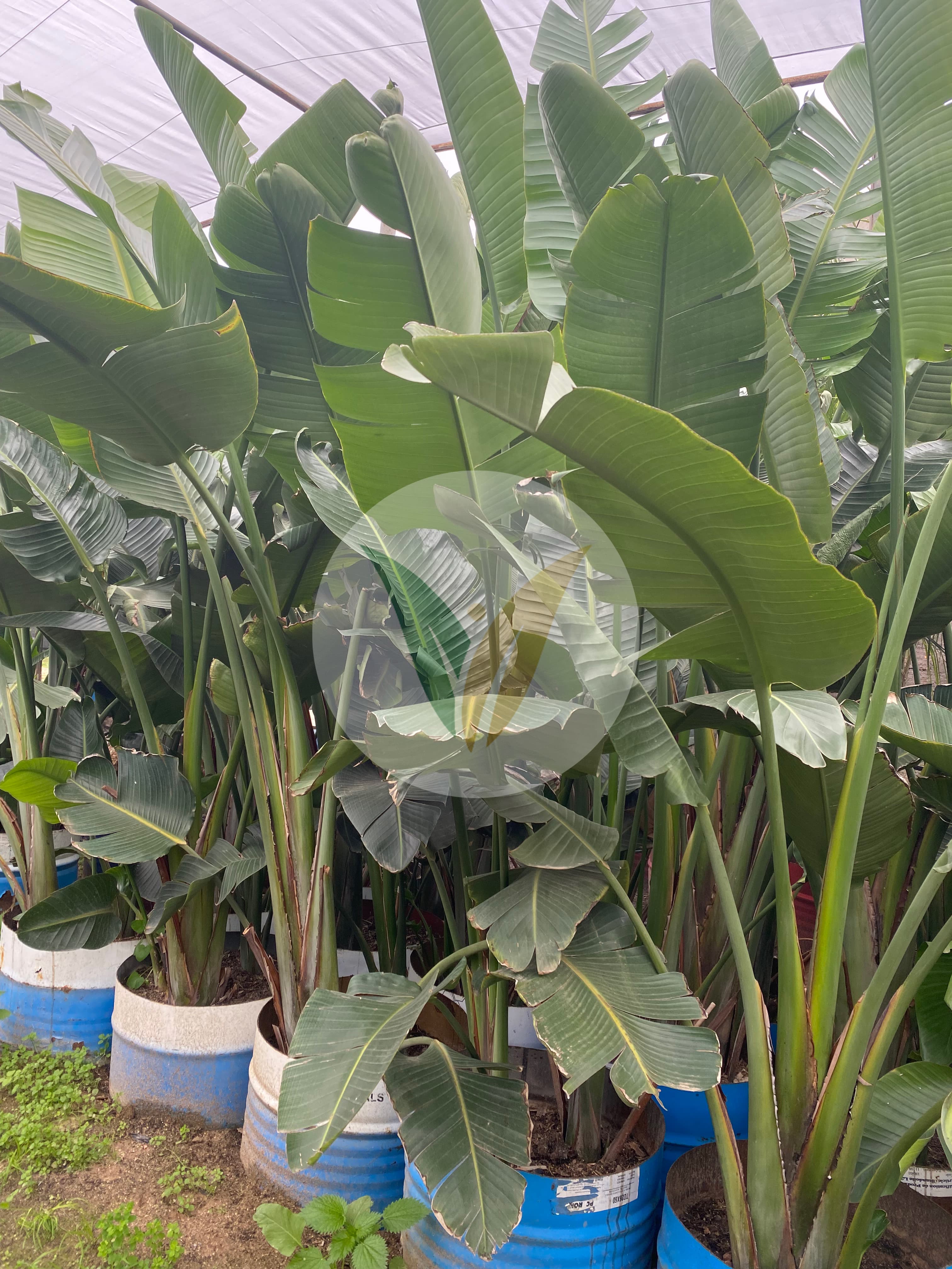 ستريليتزيا