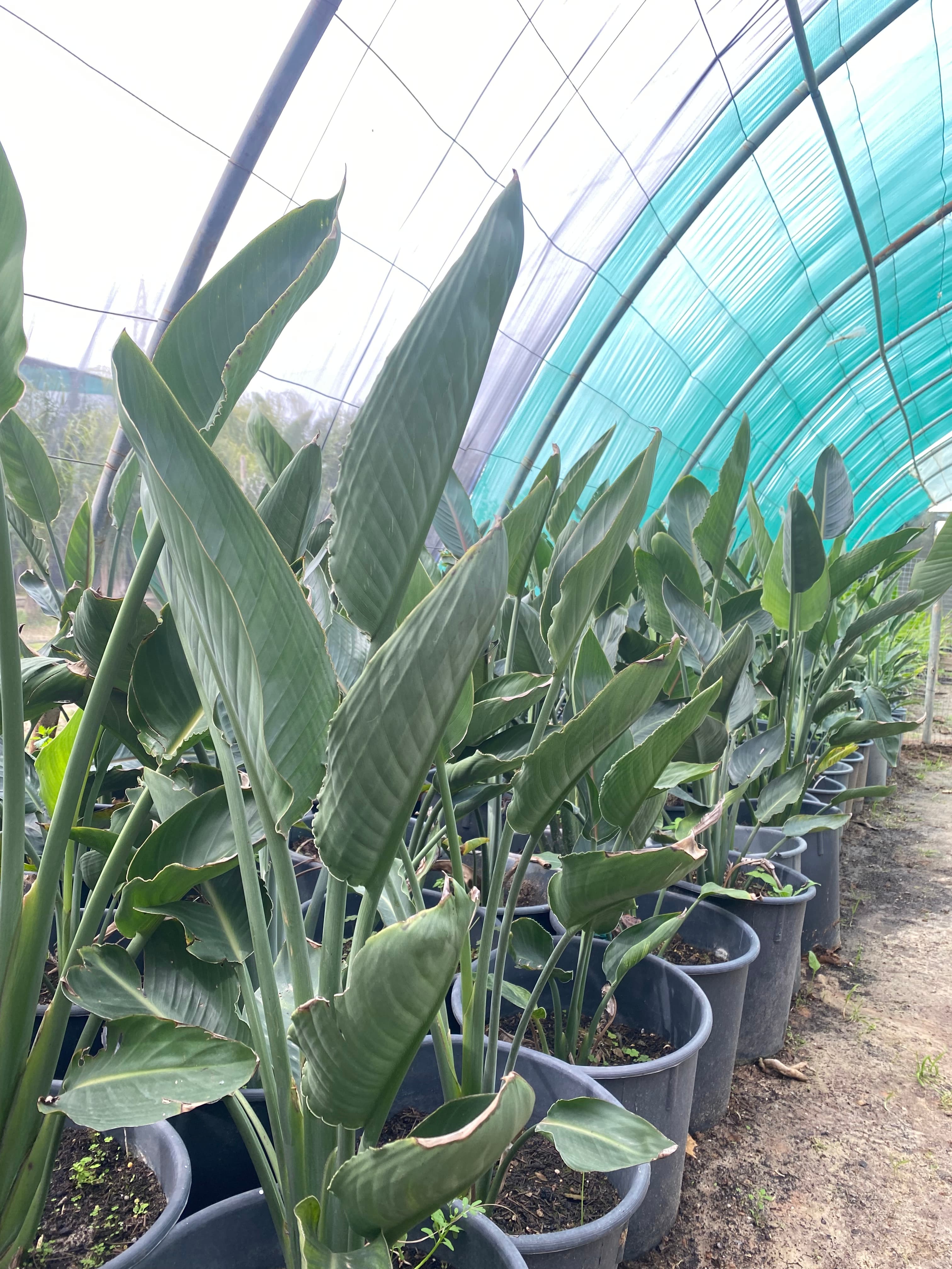 ستريليتزيا ريجينا