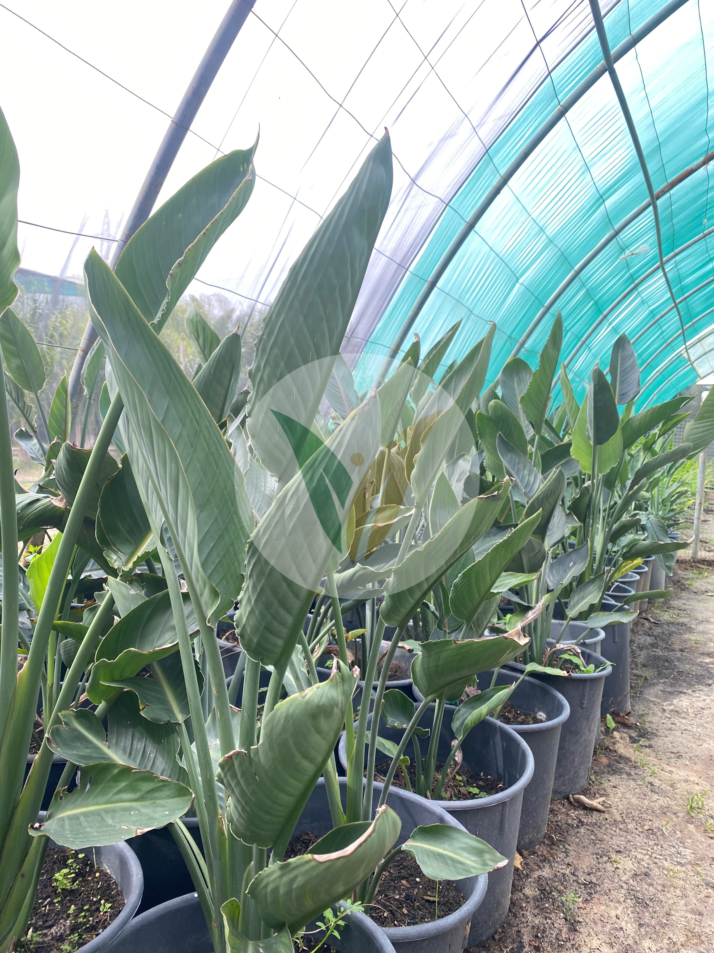 ستريليتزيا ريجينا