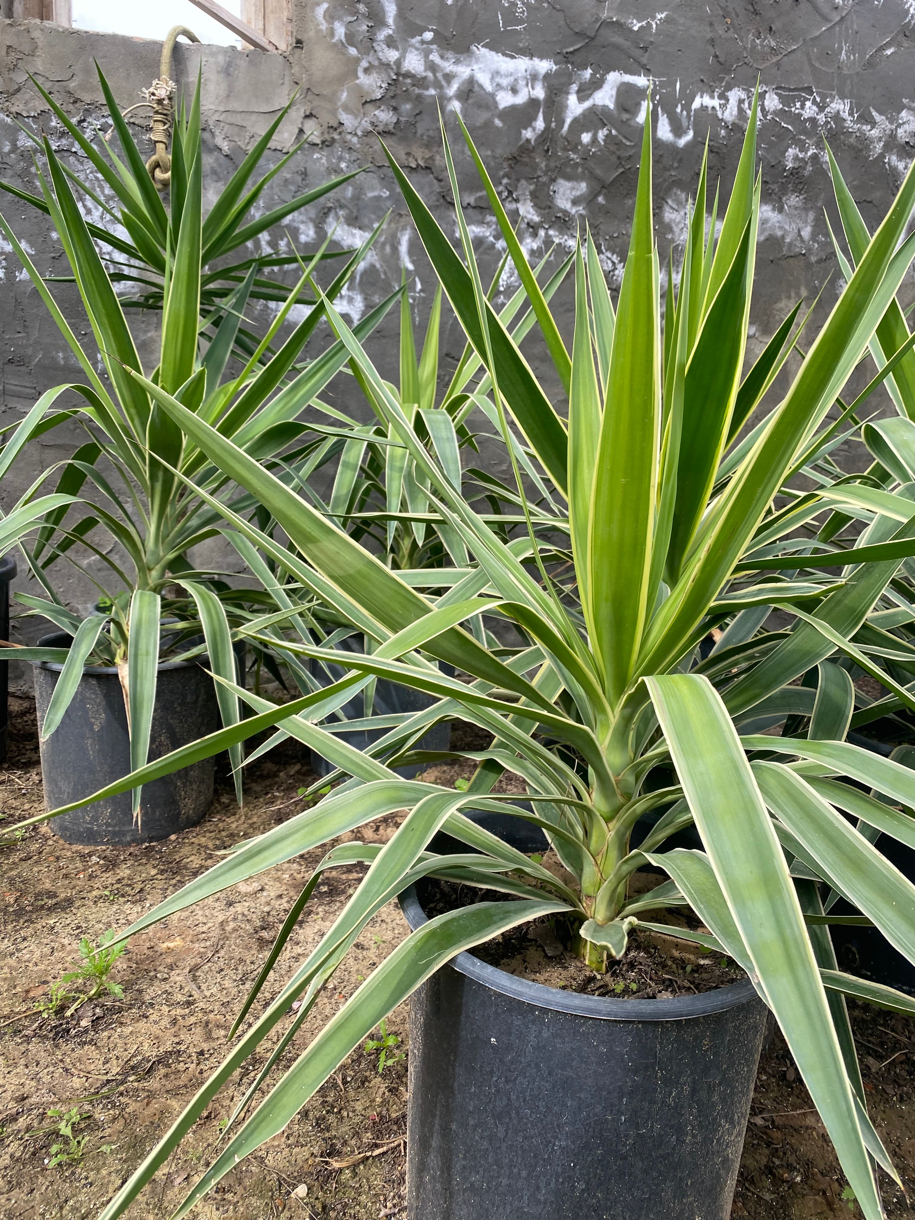 يوكا باناشي