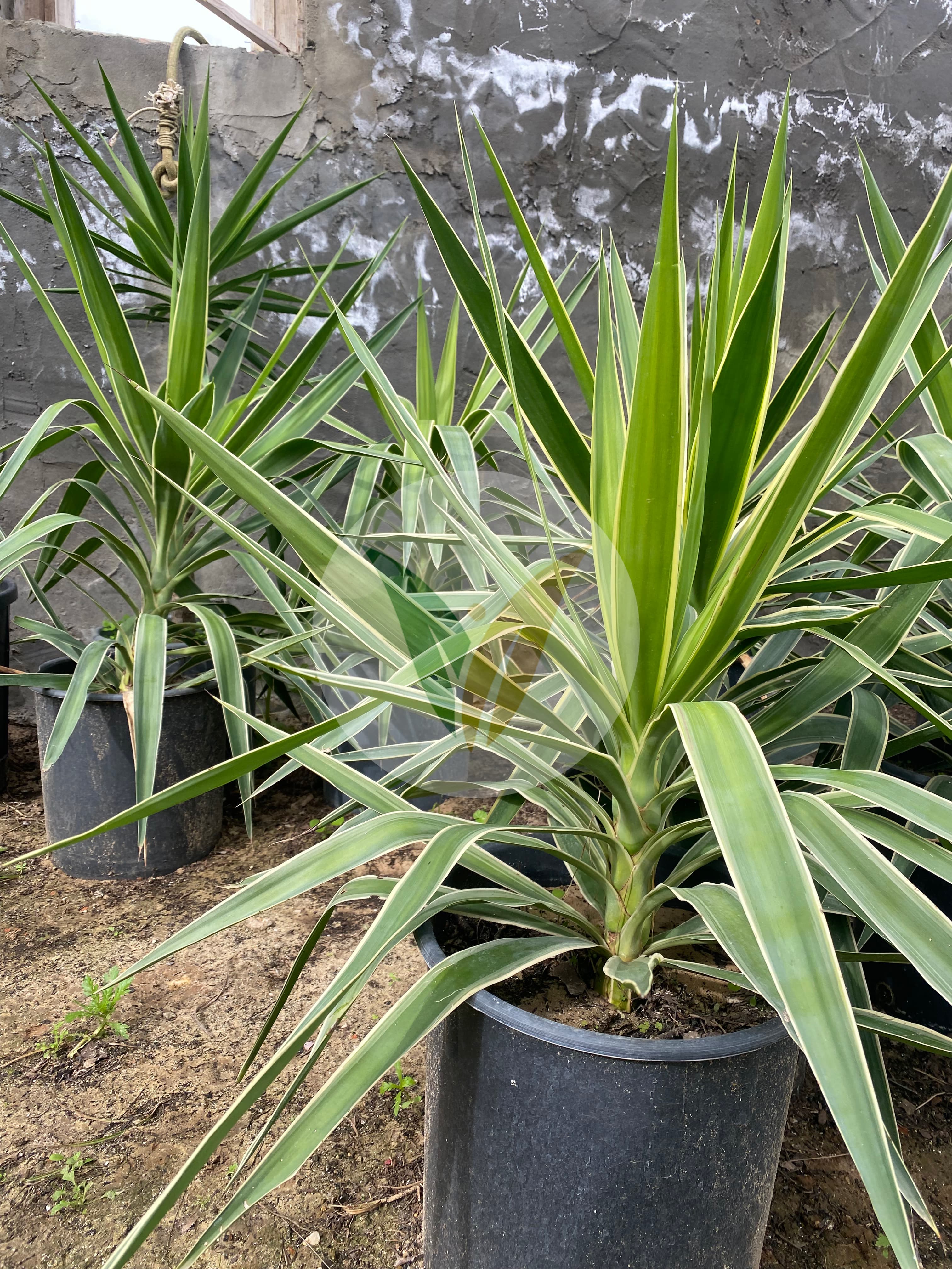 يوكا باناشي